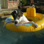 Dog in Pool
