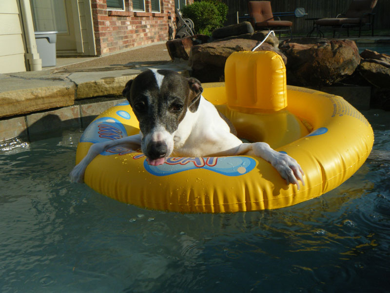 Dog in Pool
