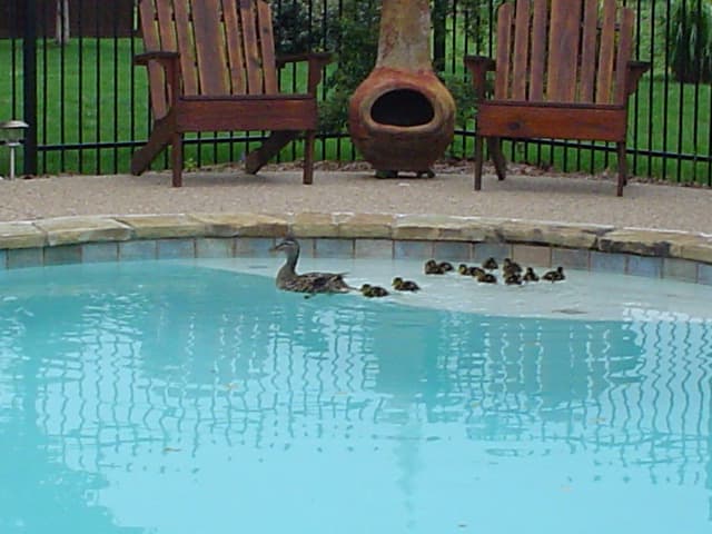 Swimming Lessons