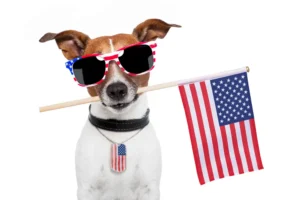 celebrating dog with flag and sunglasses