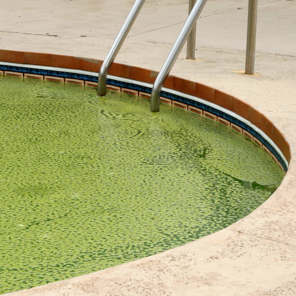 green algae pool