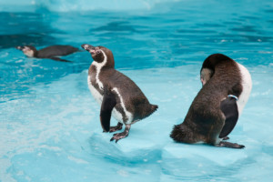 penguins in the pool