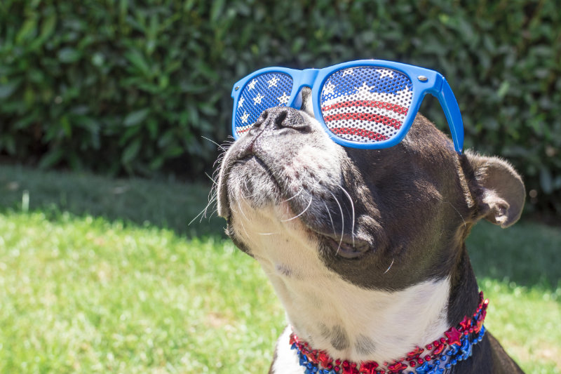 patriotic canine