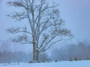 winter field
