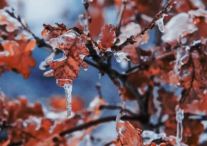 hard freeze