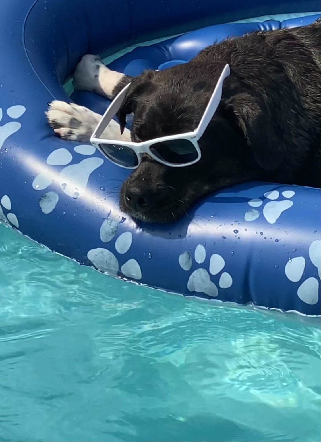 Dugger Family Gohlke Pools