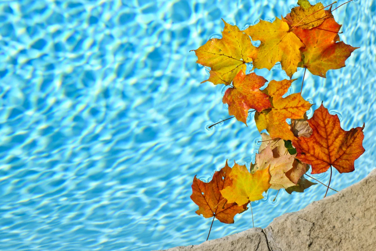 fall leaves in the swimming pool